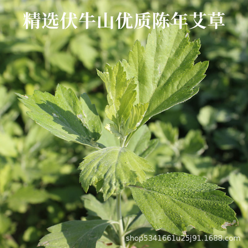 Mugwort Leaf Refill Pack for Electric Heat Eye Mask Ai Ye 20g Warm Compress Insert - Image 4
