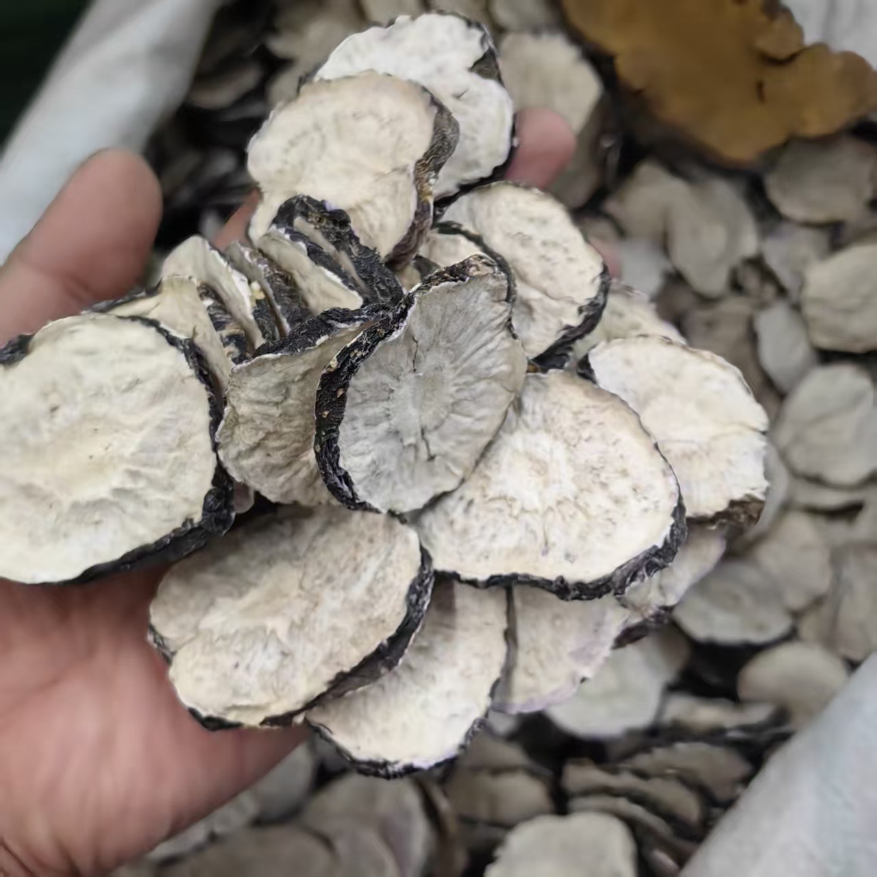 Maca Root Dried Slices Mai Jia 玛卡 Lepidium meyenii Hand Cut Sun Dried Herbal Slices 500g - Image 3