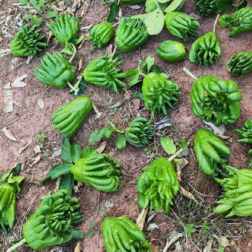 Fresh Fingered Citron Branches Buddha Hand Fruit for Water Cultivation and Display - Image 4