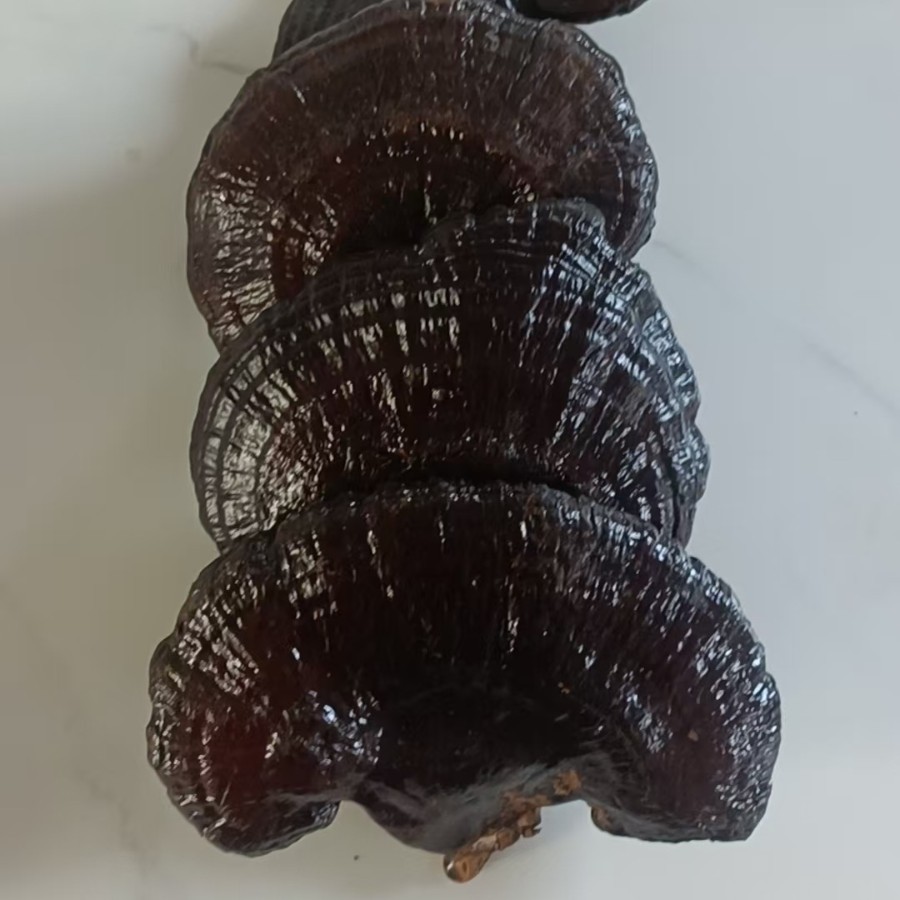 Dried Black Reishi Mushroom Whole Lingzhi Slices for Herbal Decoction and Wine Infusion 500g - Image 3