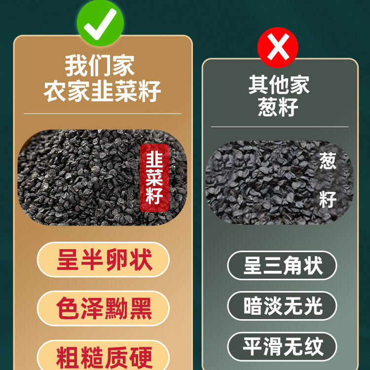 Chinese Chive Seed Jiu Cai Zi Roasted Dried Herb Traditional TCM Wellness Tea Ingredient - Image 3