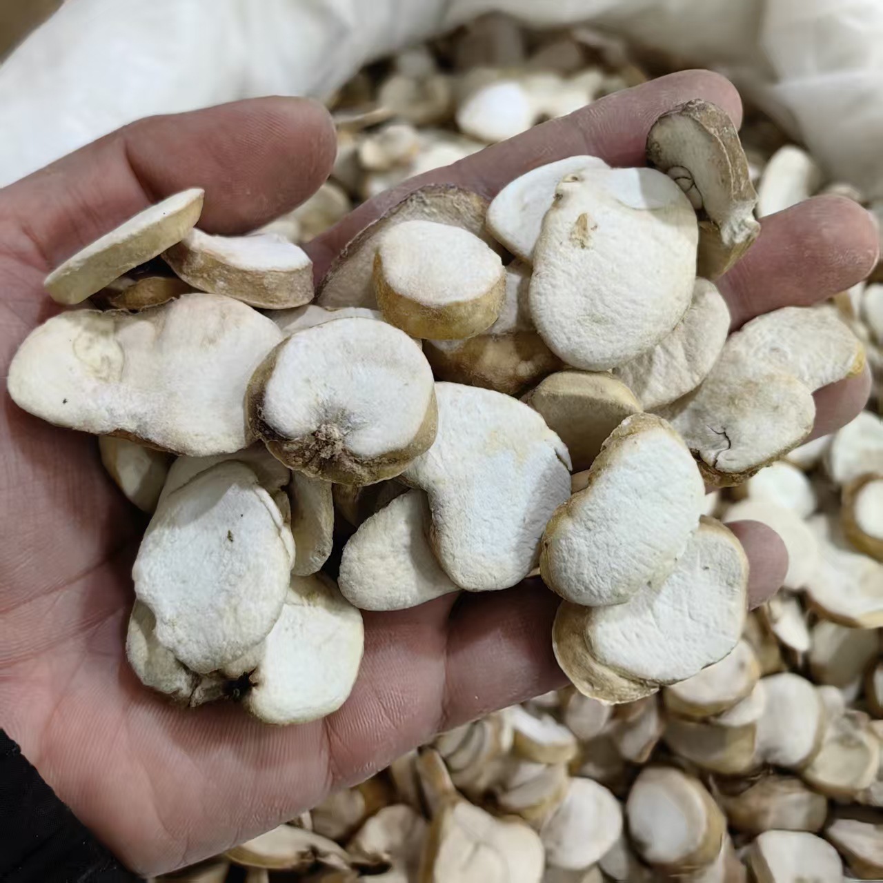 Zhejiang Fritillaria Bulb Powder Zhe Bei Mu 500g Traditional Herbal Ingredient - Image 2
