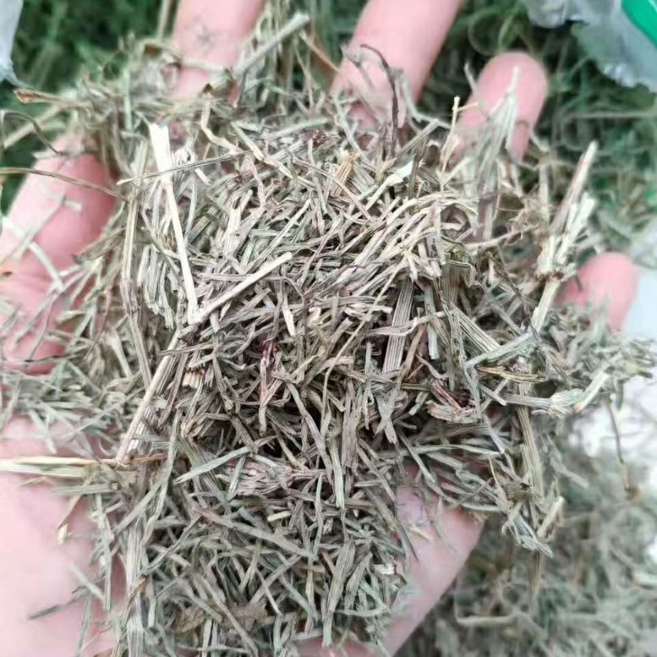 Dried Horsetail Herb Wen Jing Grass 问荆草 Equisetum Natural Sun Dried Raw Botanical Bulk Supply 500g - Image 4