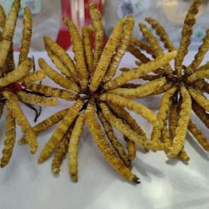 Dong Chong Xia Cao (Cordyceps sinensis) — Freeze-Dried Tibetan Cordyceps, 1g Portion