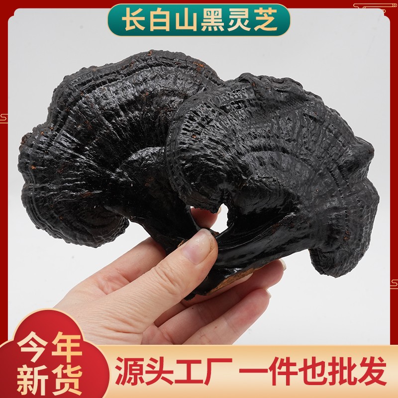 Black Lingzhi Whole Dried Reishi Mushroom 500g Changbai Mountain Hei Ling Zhi for Soup and Tea - Image 2
