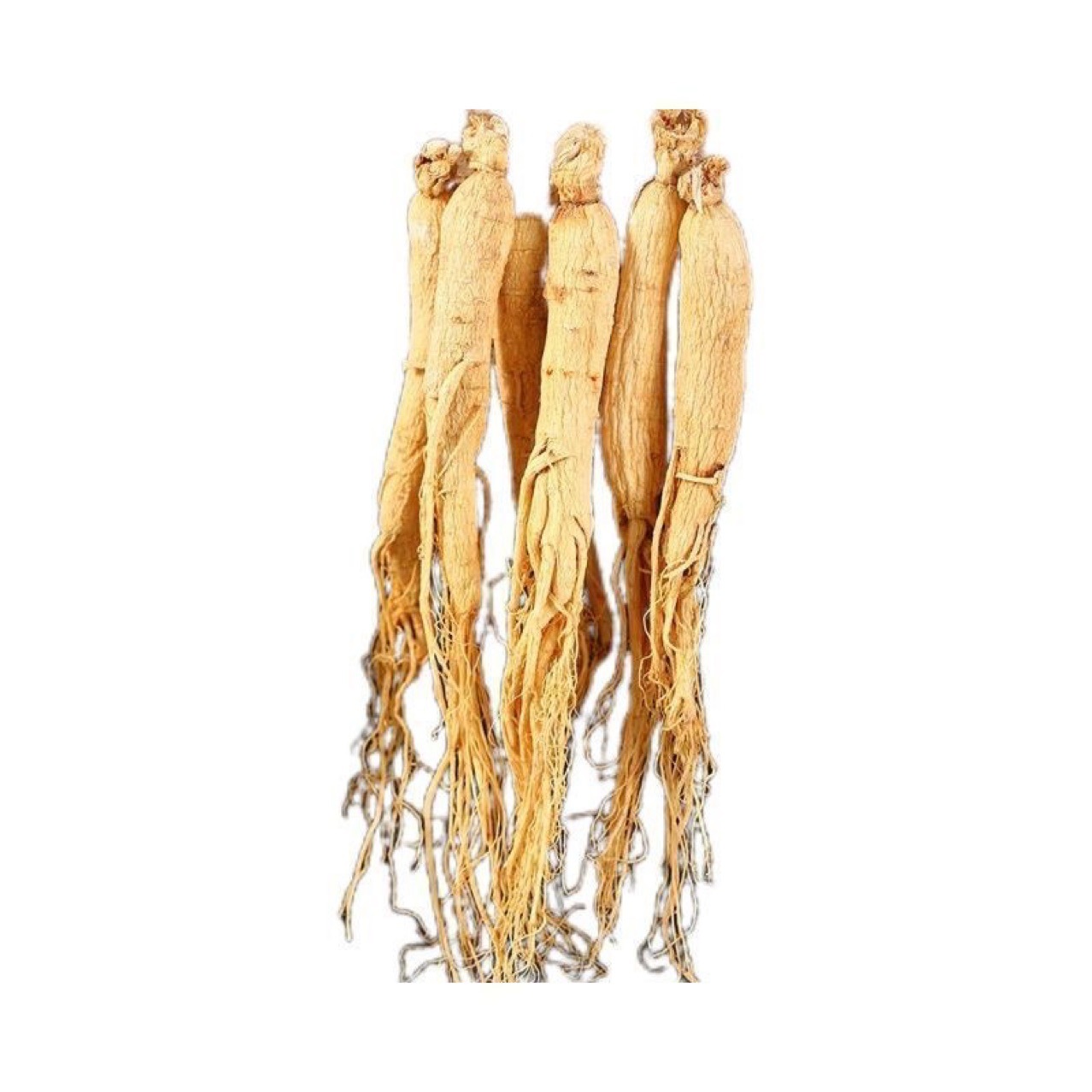 Changbai Mountain 10-Year Fresh Ginseng (Panax ginseng) — 500g for Soup & Wine - Image 3