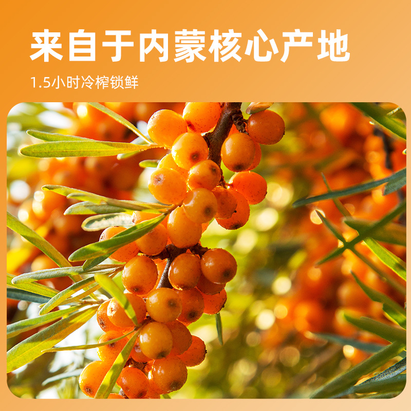 Sea Buckthorn Juice Concentrate Sha Ji Yuan Jiang 500ml Bottle 10 Mini Bottles Herbal Wellness Drink - Image 3