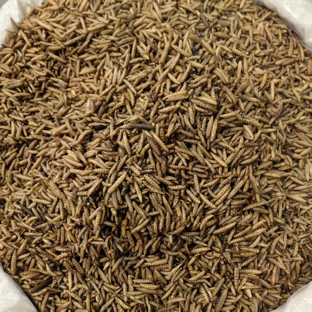 Wugu Chong Boneless Insect Dried Whole Herb 500g Guangxi Origin Traditional Chinese Herbal Ingredient - Image 3