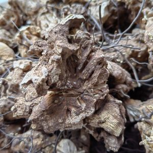Wu Bi Jia Ge Root (Jie Yuan Gen) — Dried Food Herb for Wine & Tea Infusion