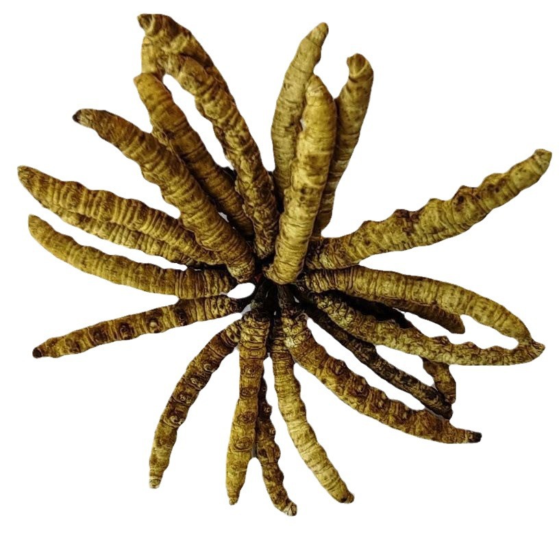 Dong Chong Xia Cao (Cordyceps sinensis) — Freeze-Dried Tibetan Cordyceps, 1g Portion - Image 5
