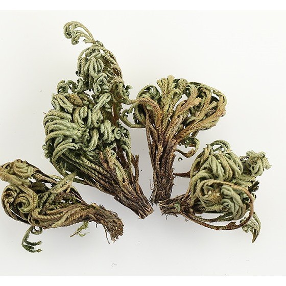 Dried Selaginella Juan Bai 250g Resurrection Herb Whole Plant Traditional Chinese Herbal Tea Material - Image 4