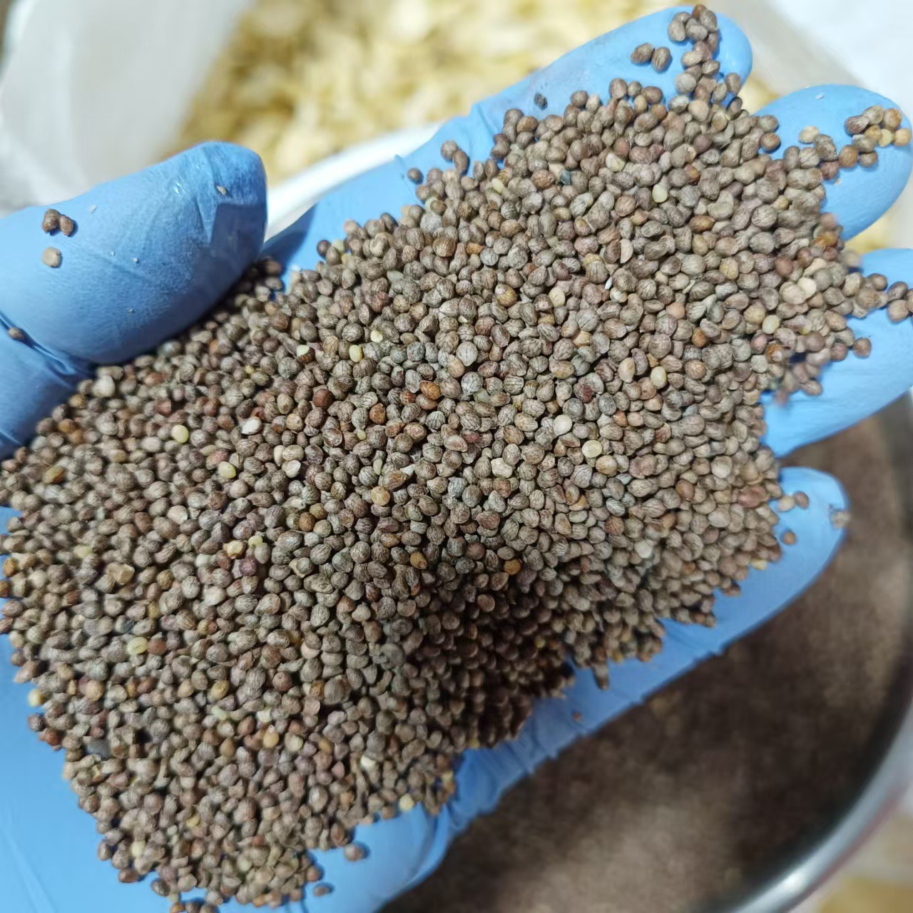 Northeast Fresh Perilla Seeds Zi Su Zi Edible Perilla Seed 500g Direct from Jilin - Image 2