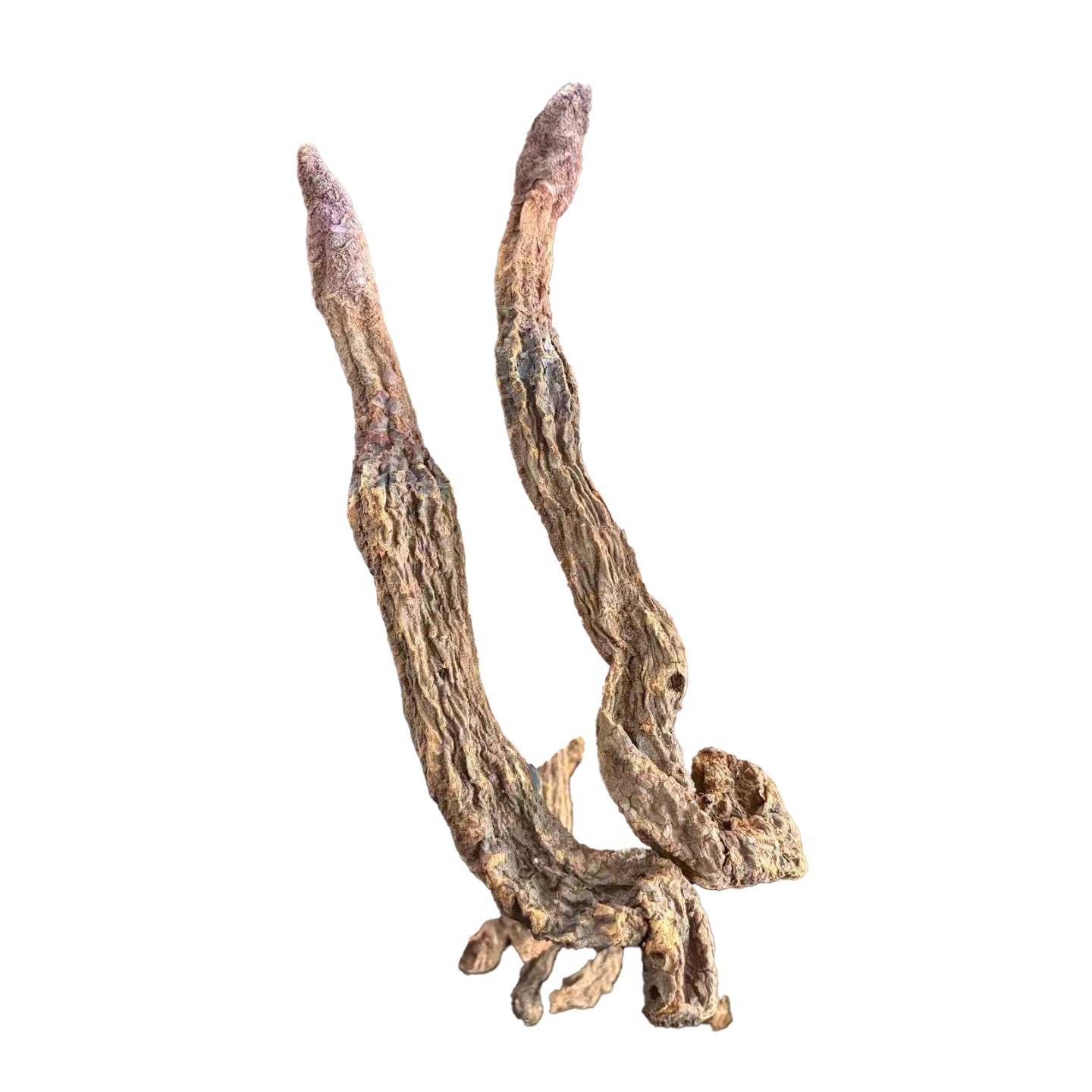 Dried Cynomorium Songaricum Suoyang Herb for Traditional Soup and Decoction - Image 5