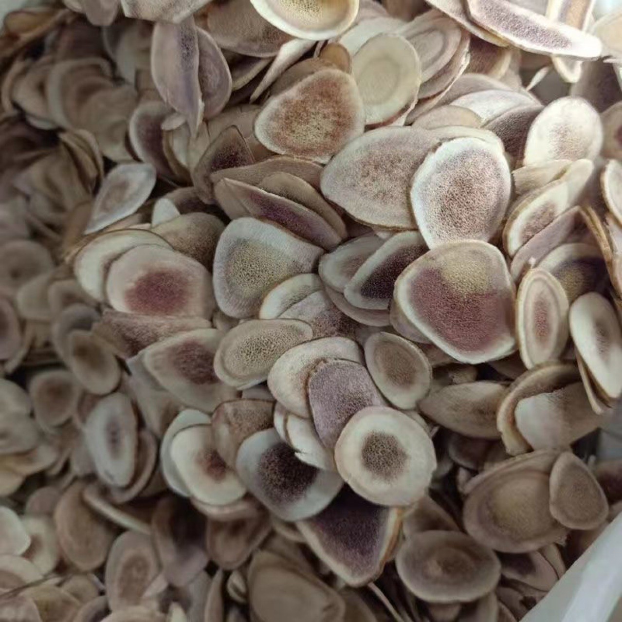 Deer Antler Slices (Cervus nippon) — Jilin Dried Antler Pieces for Tonic Soups - Image 3