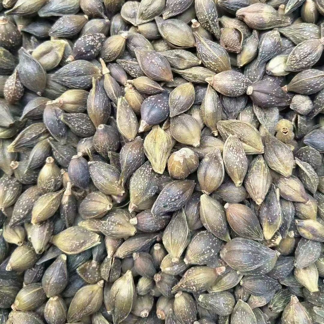 Dried Forsythia Fruit Lian Qiao 500g Selected Grade Sulfur-Free Raw Herb for Decoction and Herbal Tea - Image 4