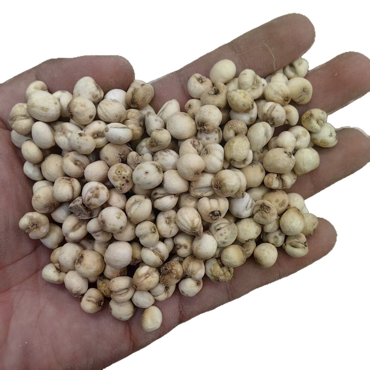 Zhejiang Fritillaria Bulbus Zhe Bei Mu Powder 500g Traditional Herbal Ingredient - Image 5