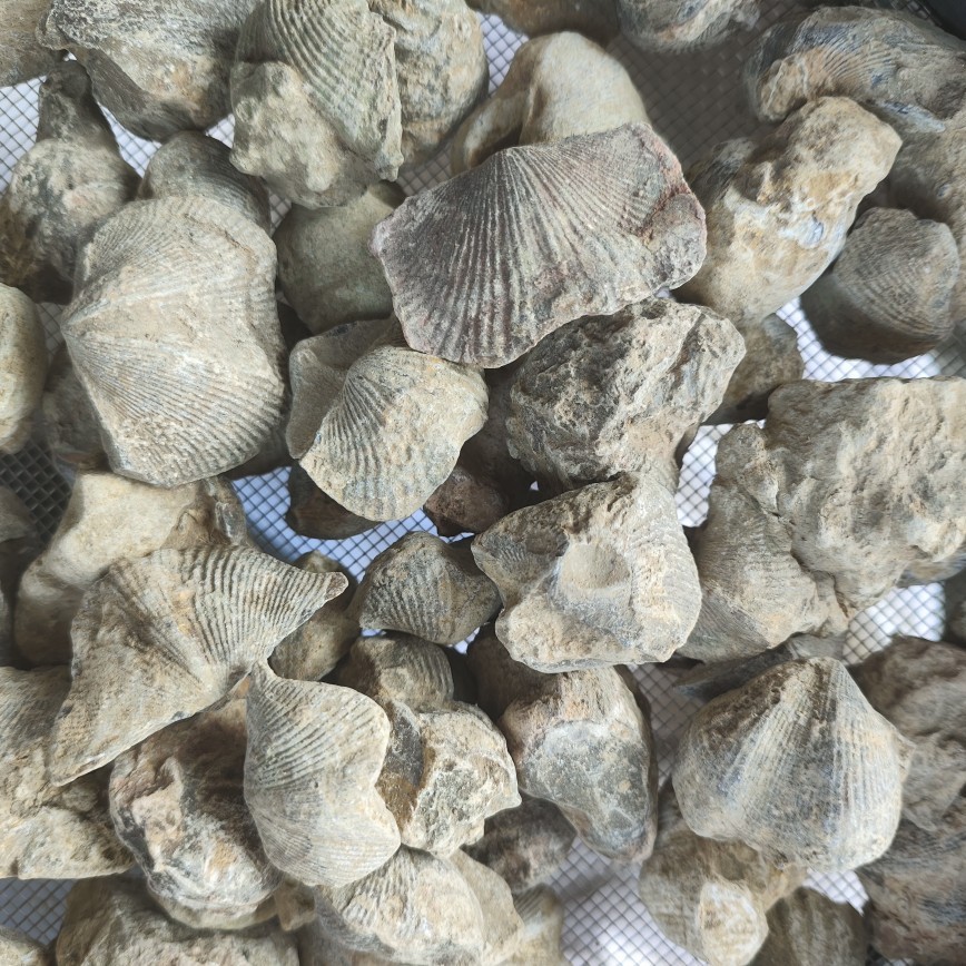 Shi Yan (Fossil Shell) — Water-Refined Shi Yan Zi Herbal Mineral for TCM Use - Image 3