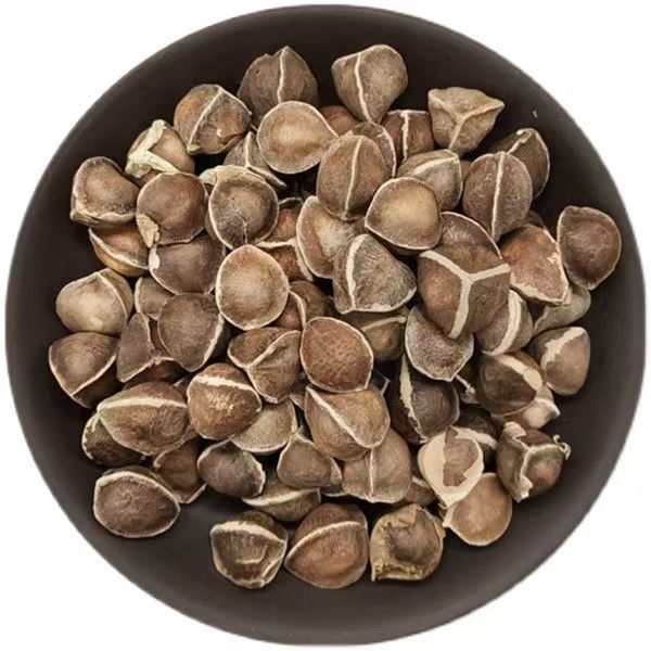 Moringa Seeds (Moringa oleifera) — La Mu Zi, Large-Grade Dried Food Herb, 500g - Image 5