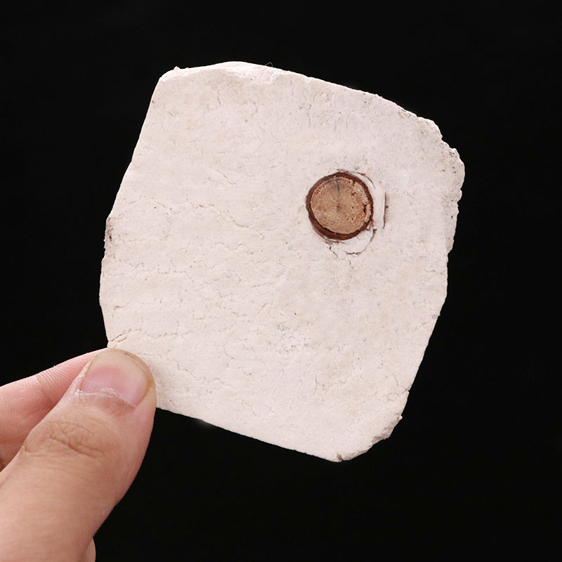Fu Shen Dried Sclerotium with Pine Root Core 500g Traditional TCM Herb for Decoctions and Daily Herbal Teas - Image 3