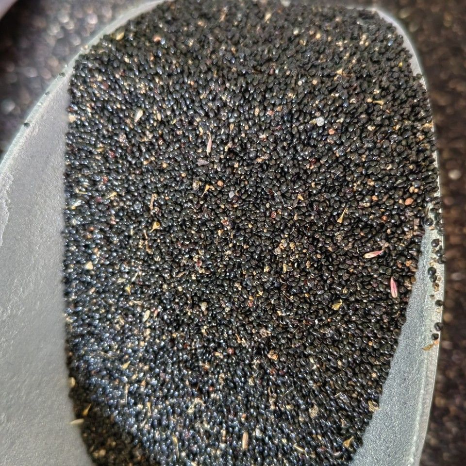 Qing Xiang Zi (Celosia argentea) — Dried Food-Herb Seeds, 500g - Image 2