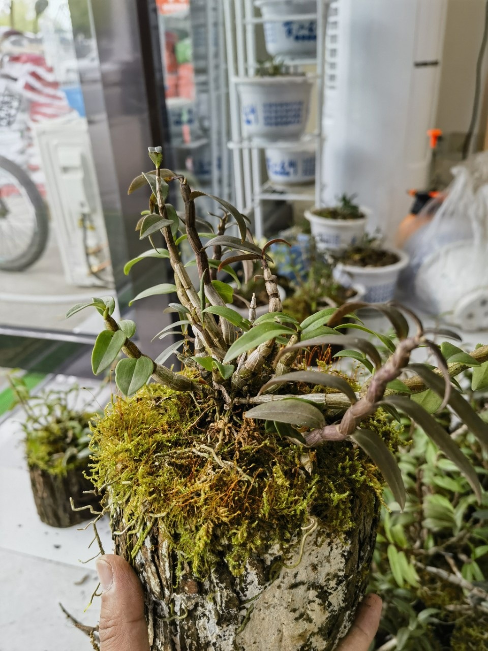 Huoshan Tie Pi Shi Hu Dendrobium Officinale Live Potted Orchid Indoor Decorative Green Plant - Image 3