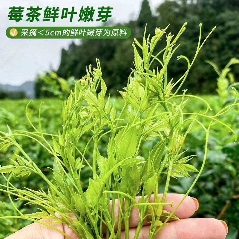 Mao Yan Mei Tea Mei Cha Tender Bud Vine Tea 50g Canister Loose Herbal Tea for Daily Brewing - Image 4