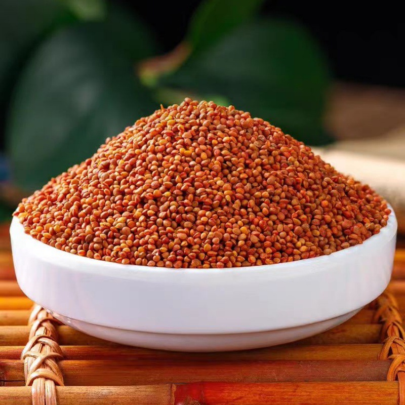 Chu Shi Zi (Broussonetia papyrifera Fruit) — Dried Food Herb, 500g Origin-Direct - Image 4