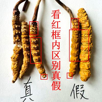 Premium Cordyceps Sinensis Gift Box Dried Tibetan Cordyceps for Traditional Herbal Soup - Image 4