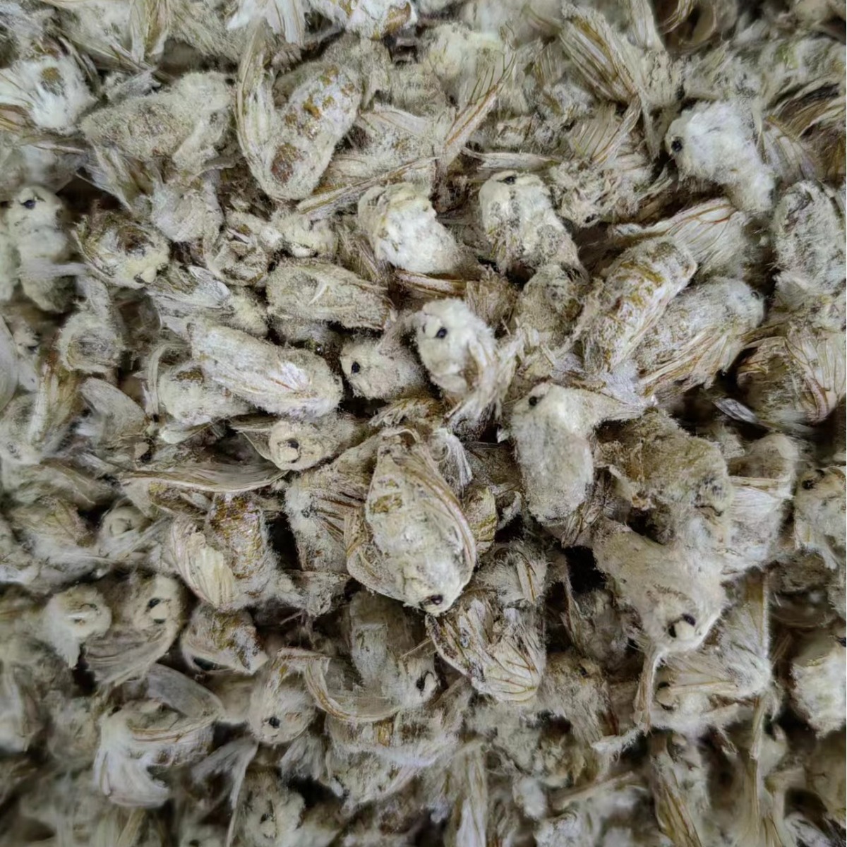 Male Silkworm Moth (Bombyx mori) — Dried TCM Herb, Food-Grade, 500g - Image 4