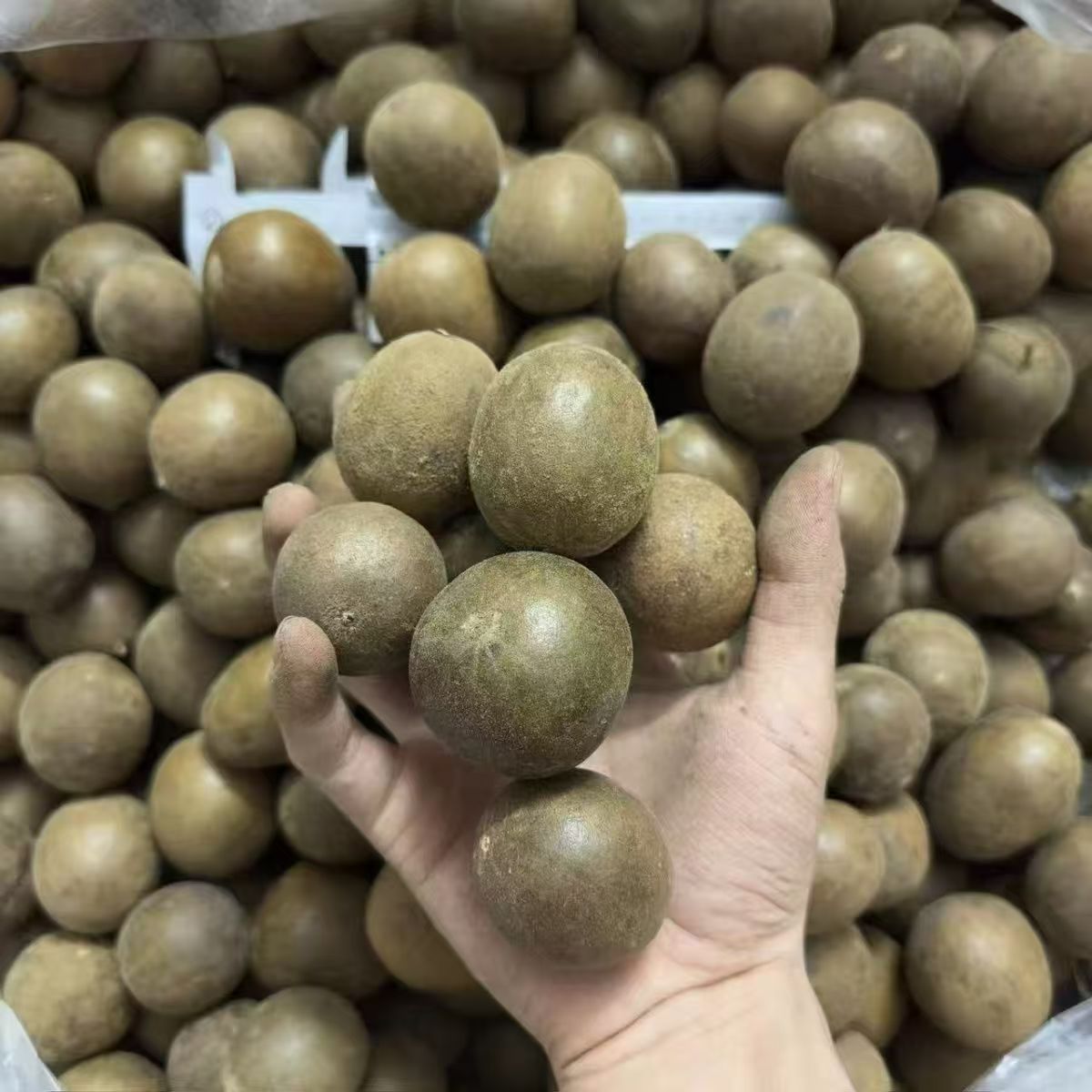 Luo Han Guo Monk Fruit 500g Large Whole Fruits from Guilin Guangxi for Throat-Soothing Tea - Image 3
