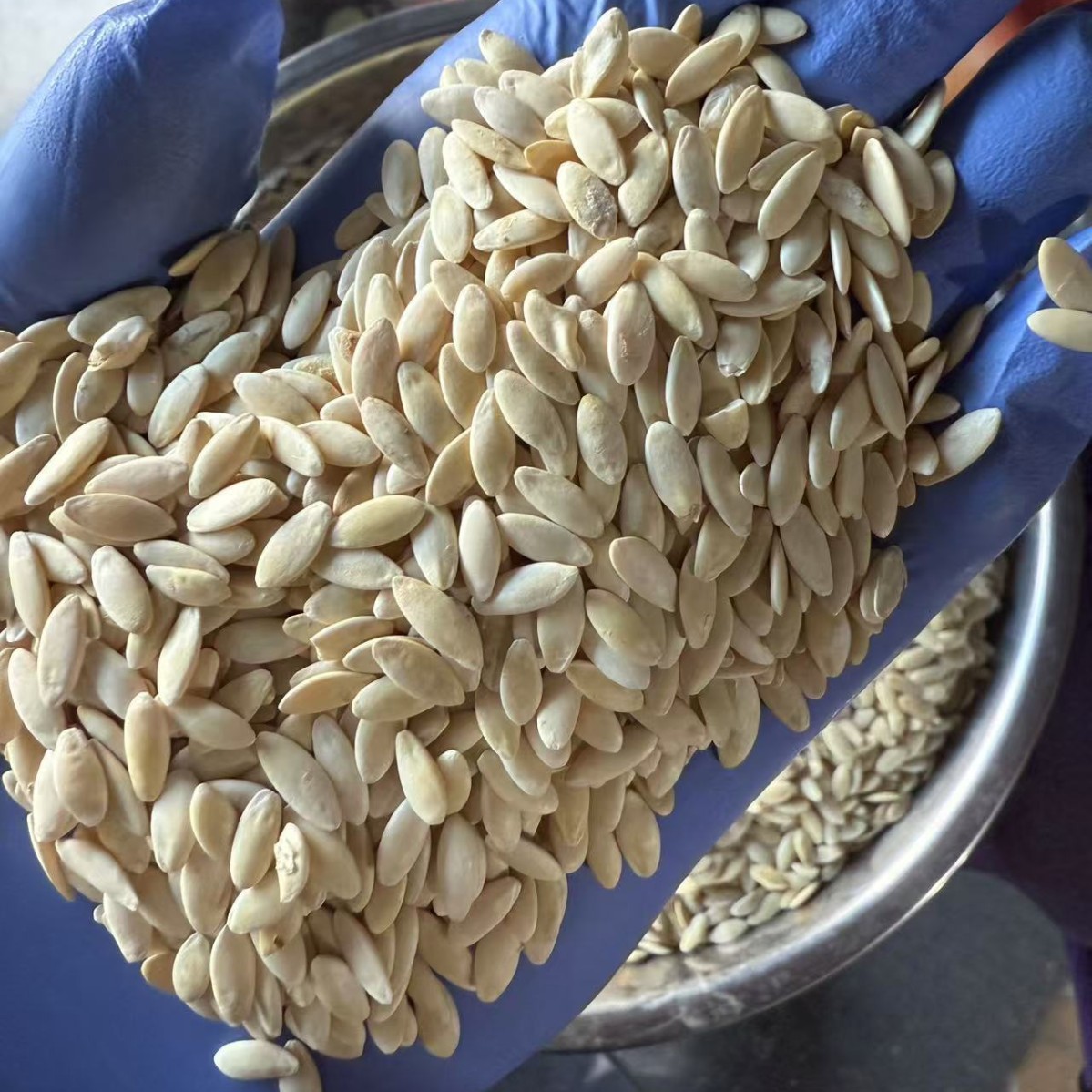 Dried Cucumber Seeds Northeast China New Crop Premium Grade 1 Jin Retail Wholesale - Image 2