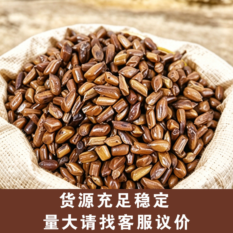 Cassia Seed (Semen Cassiae) — Roasted Jue Ming Zi Food Herb for Herbal Tea - Image 2