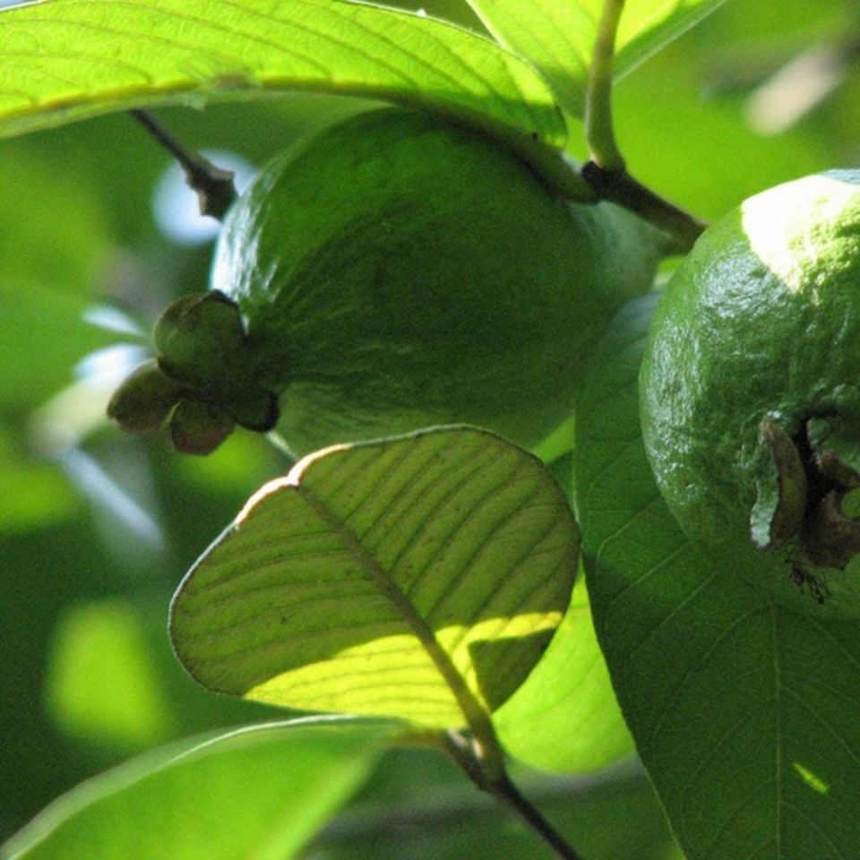 Guava Leaf Tea 500g Dried Psidium Guajava Leaves Natural Sun Dried Herbal Tea - Image 3