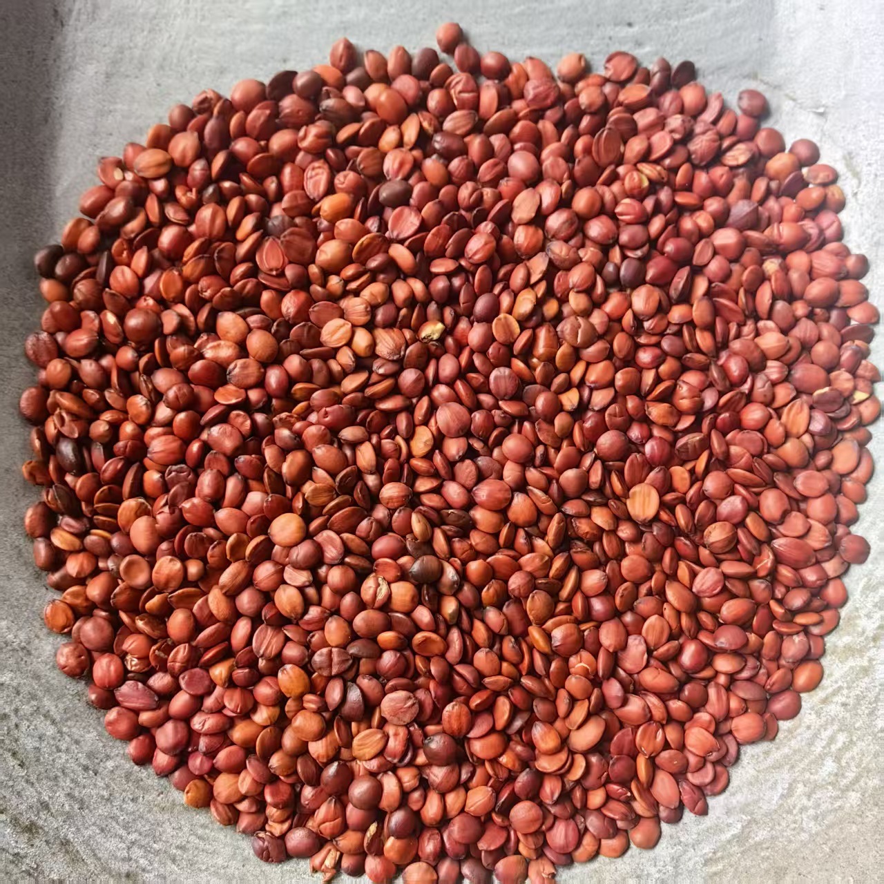 Sour Jujube Seed Suan Zao Ren Powder 500g Natural Dried Ziziphus Seeds Ground Fine - Image 4