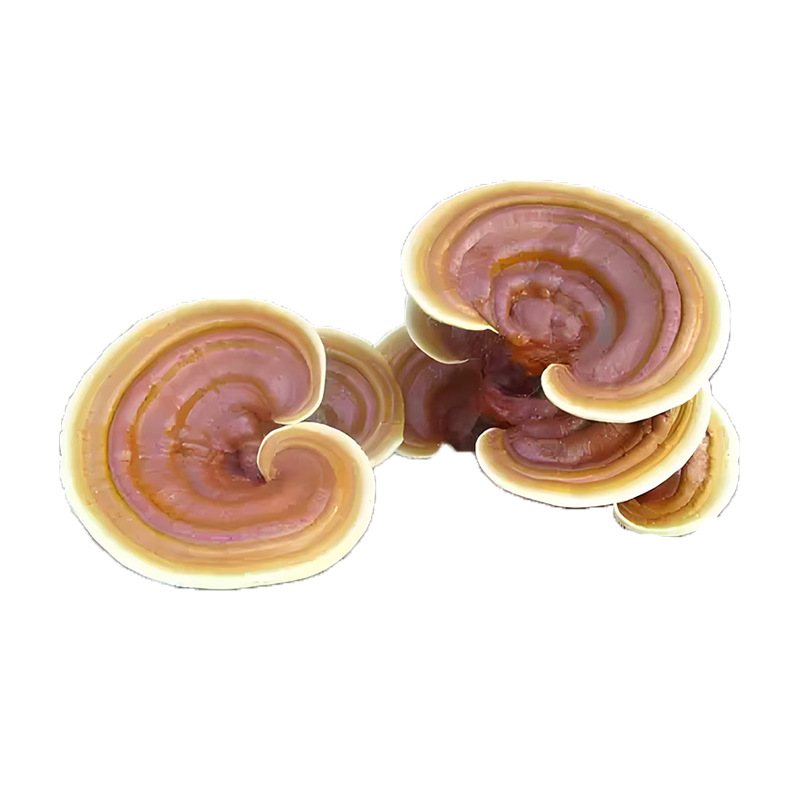 Jinbian Lingzhi Reishi Mushroom Dried Whole Fruiting Body for Tea Soup and Wine Soaking - Image 5