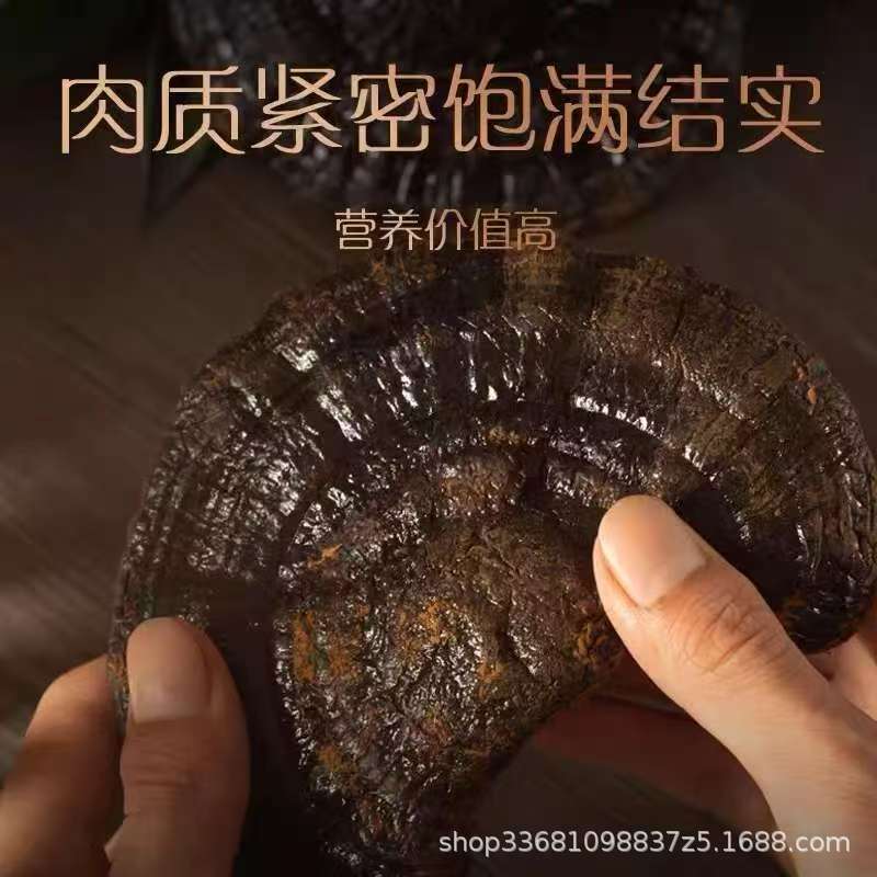 Black Reishi Mushroom Dried Whole Fruiting Body for Soup Tea and Wine Soaking 40kg Bulk - Image 2