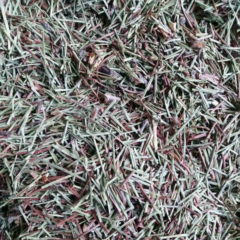 Pine Needles (Pinus massoniana) — Dried Cut Food Herb, 500g - Image 2