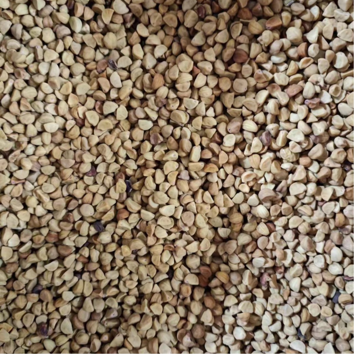 Bai Chou / Qian Niu Zi (Pharbitis nil) — Dried Morning Glory Seed, Food Herb 500g - Image 5