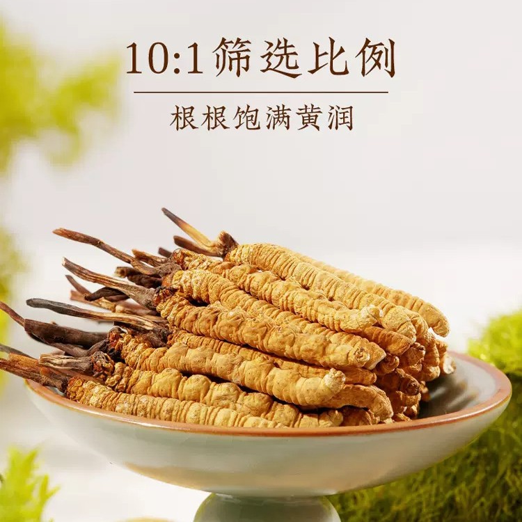 Cordyceps Sinensis Dong Chong Xia Cao Dried Whole Caterpillar Fungus Tibet Nagqu First Harvest Gift Box - Image 4