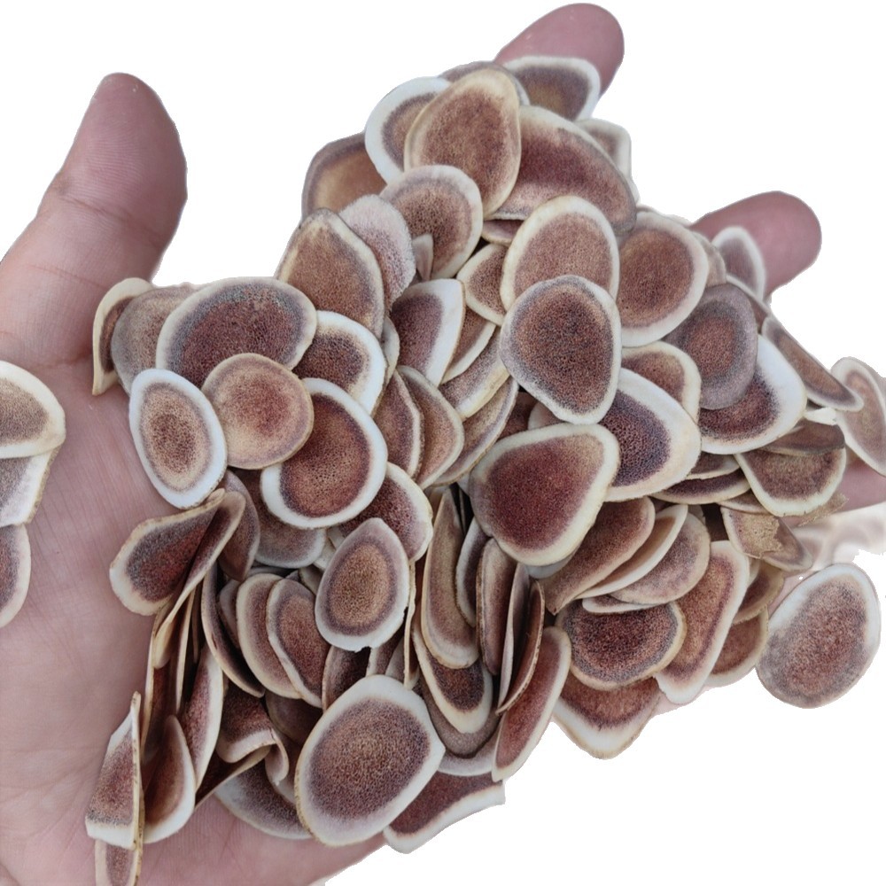 Deer Antler Slices Lu Rong Pian Dried TCM Herb Slices for Decoction and Infused Wine 500g - Image 5