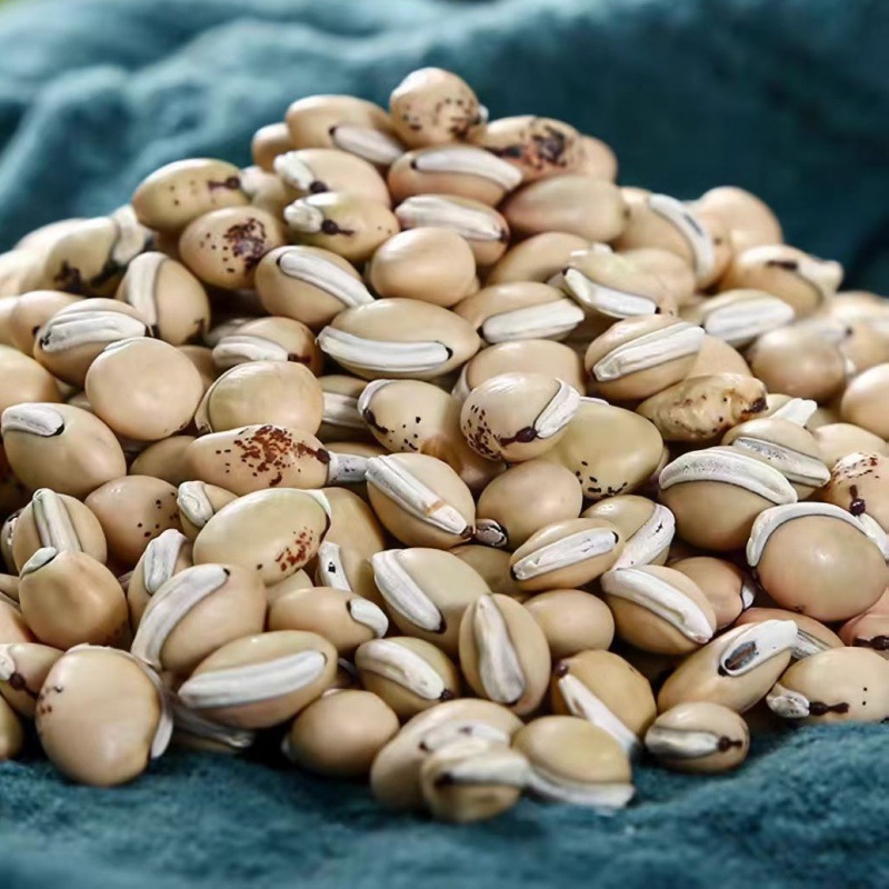 Bai Bian Dou (Dolichos lablab) — Yunnan Heirloom White Hyacinth Beans, Sulfur-Free Dried Food Herb - Image 3