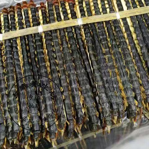 Dried Centipede Wu Gong Whole Herb Traditional TCM Ingredient Various Sizes Wholesale - Image 3