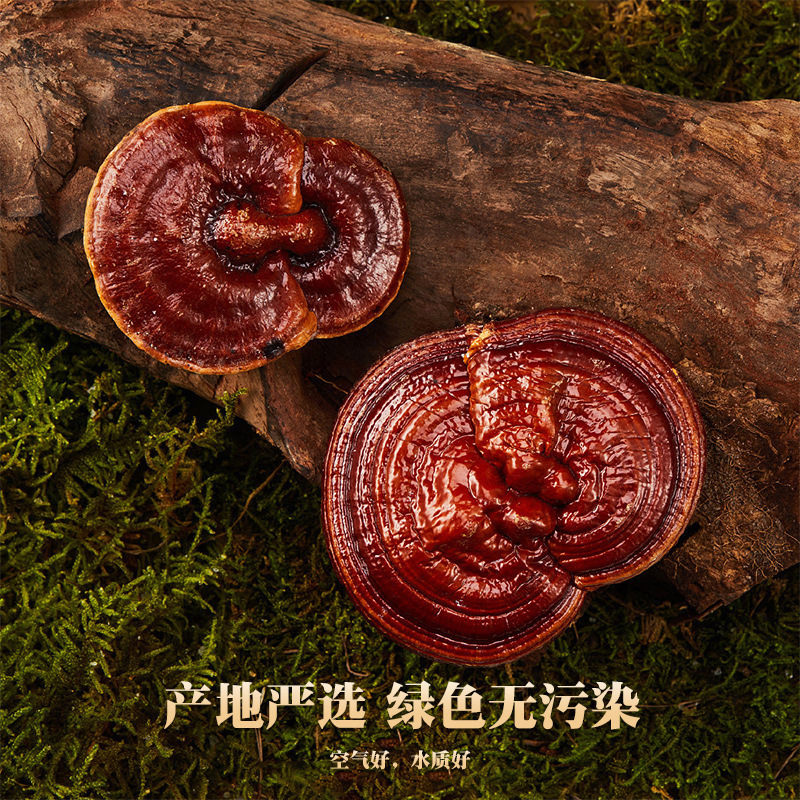 Dried Reishi Mushroom Slices Ling Zhi 100g Bagged Raw Herb for Tea and Soup - Image 4