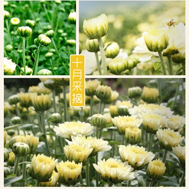 Dried Chrysanthemum Flower Tea Buds Tai Ju Loose Herbal Tea 500g - Image 4