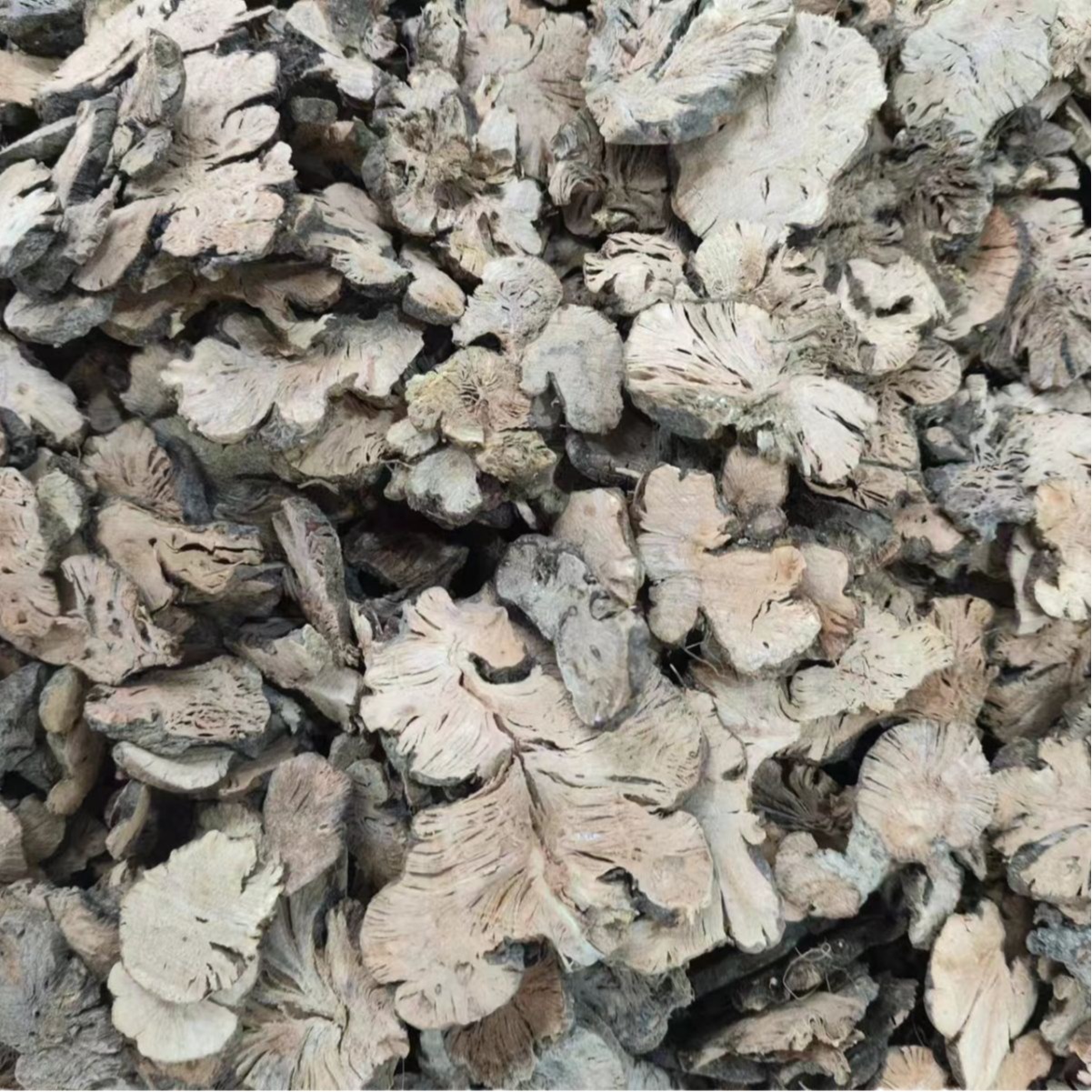 Jin Qiao Mai (Fagopyrum cymosum) — Dried Food Herb Root, Also Known as Golden Buckwheat Root - Image 5