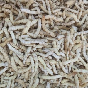 Cao Shi Can (Stachys affinis) — Dried Chinese Artichoke Tubers, Food Herb from Yunnan