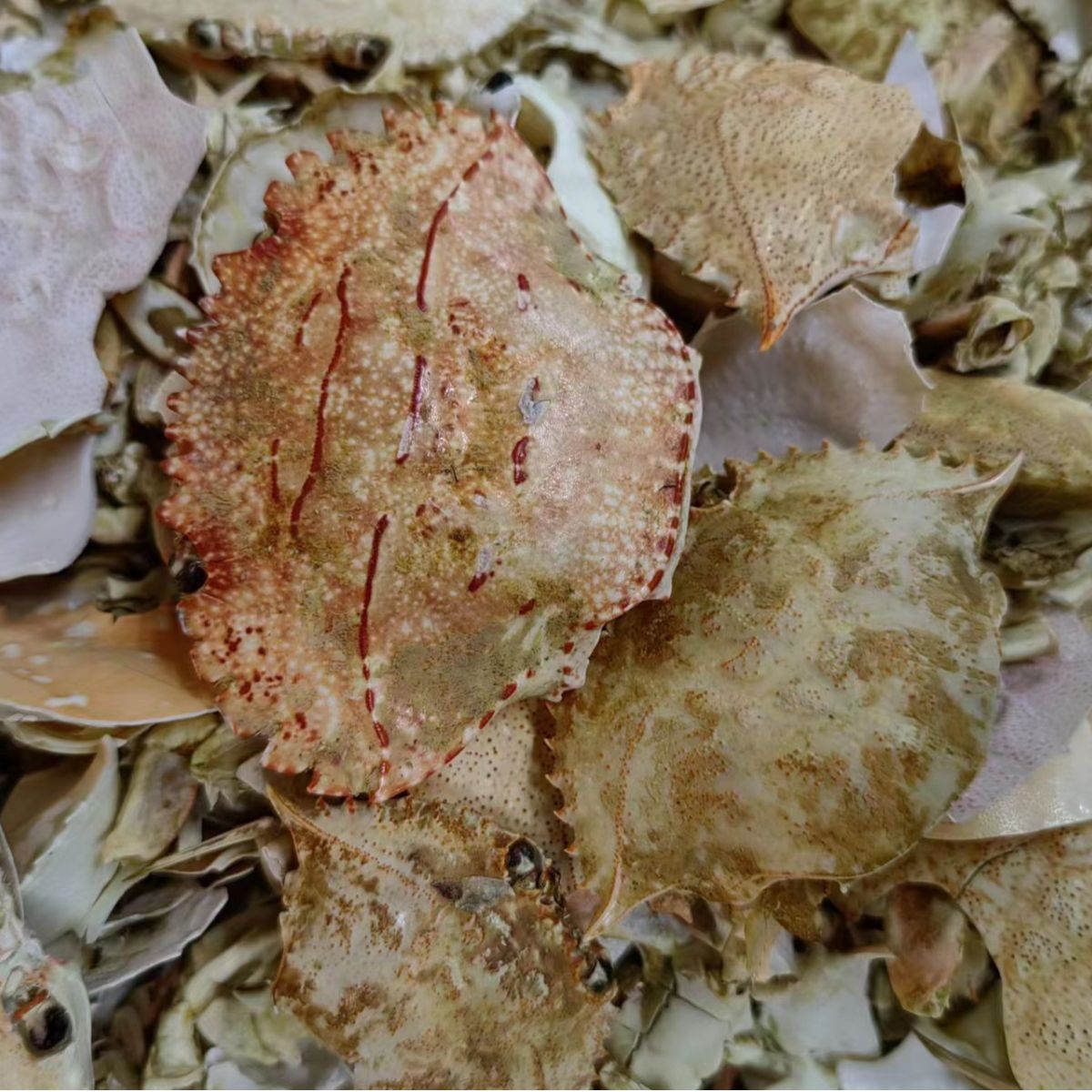 Fang Hai (Eriocheir sinensis Shell) — Dried Crab Shell Pieces & Powder, 500g - Image 4