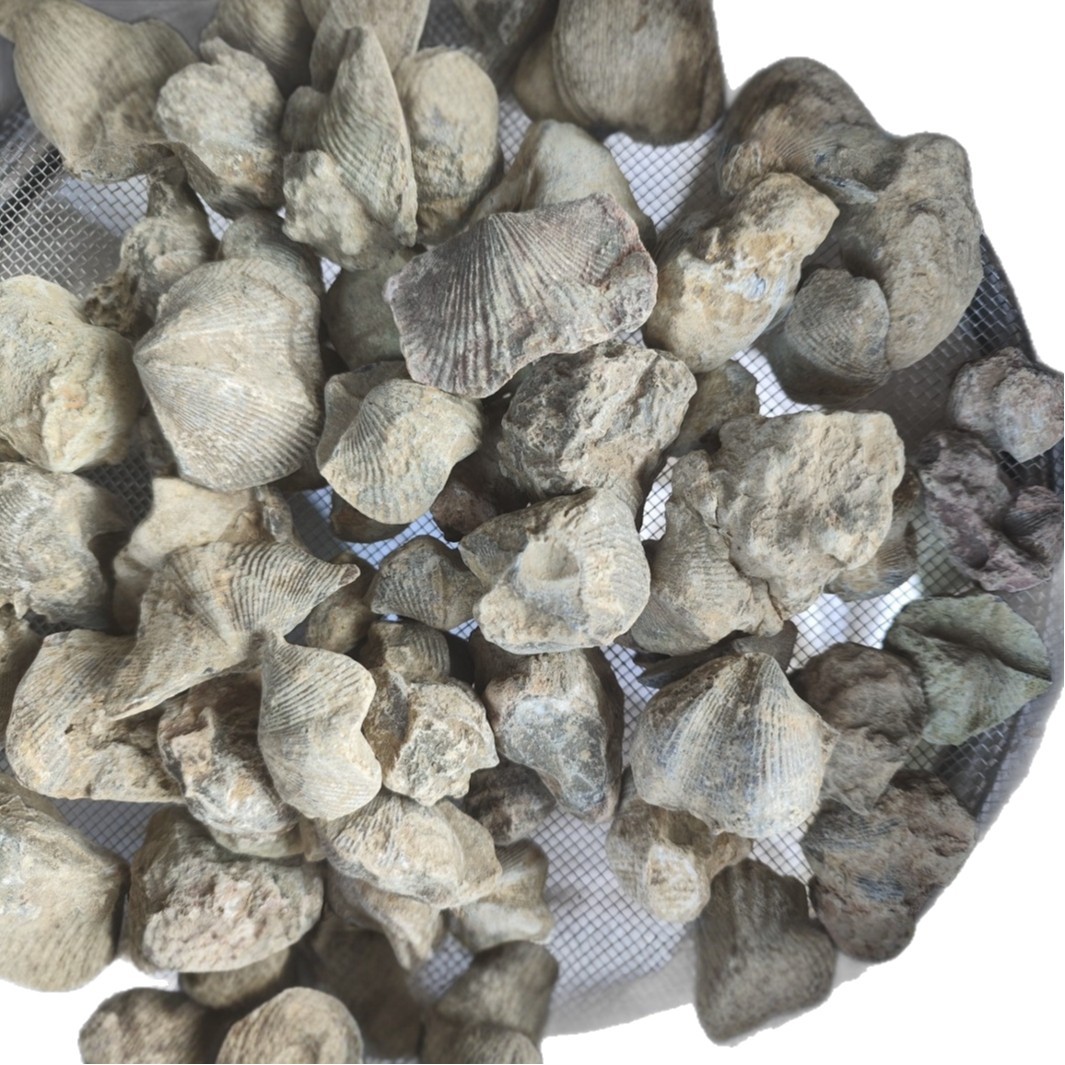 Shi Yan (Fossil Shell) — Water-Refined Shi Yan Zi Herbal Mineral for TCM Use - Image 5