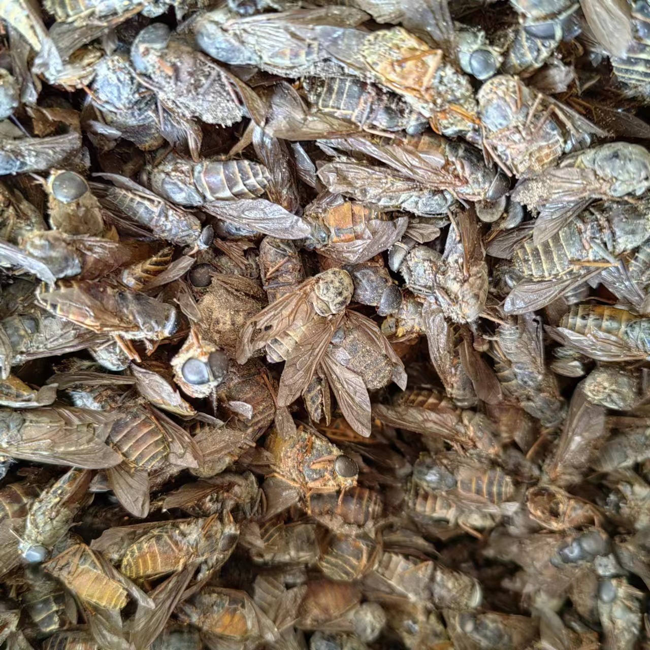Niu Meng Chong (Tabanus bivittatus) — Dried Gadfly Herb for TCM Decoction & Powder - Image 4