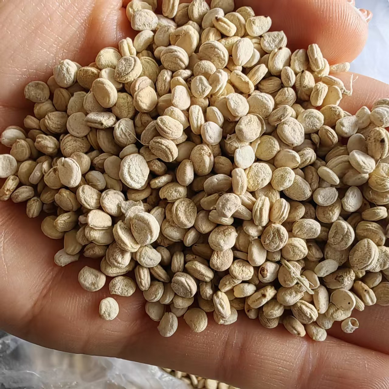 Dried Ginseng Seeds Large Plump White Ren Shen Zi 250g for Cooking and Herbal Soups - Image 4
